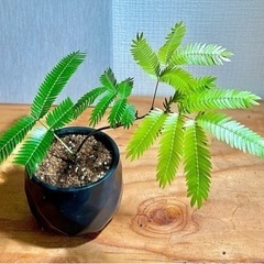 値下！人気の観葉植物！夜は葉を閉じて眠るエバーフレッシュ！陶器鉢付き！