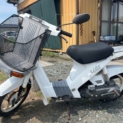 スズキ　モレ　出足早いです