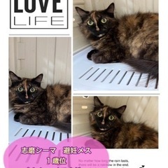 超長毛グリーンアイ美猫【譲渡会参加】