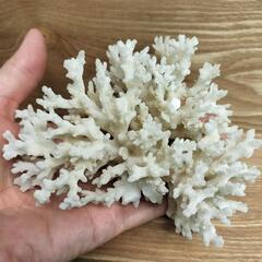 置物　珊瑚　サンゴ　インテリア　水槽の画像