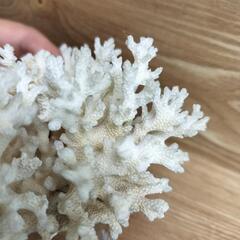 置物　珊瑚　サンゴ　インテリア　水槽の画像