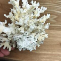 置物　珊瑚　サンゴ　インテリア　水槽の画像