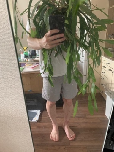 植物　吊り　エピフィラム　月下美人　ハンギング　観葉植物　
