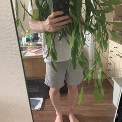 植物　吊り　エピフィラム　月下美人　ハンギング　観葉植物　の画像