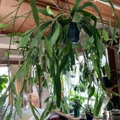 植物　吊り　エピフィラム　月下美人　ハンギング　観葉植物　の画像