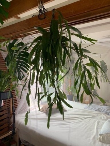 植物　吊り　エピフィラム　月下美人　ハンギング　観葉植物　