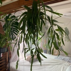 植物　吊り　エピフィラム　月下美人　ハンギング　観葉植物　の画像
