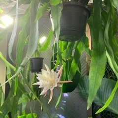 植物　吊り　エピフィラム　月下美人　ハンギング　観葉植物　の画像
