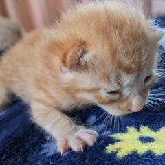 【受付終了】子猫4匹を保護しました。飼い主が不在であることは確認済みです。 - 里親募集