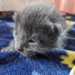【受付終了】子猫4匹を保護しました。飼い主が不在であることは確認済みです。 - 亘理郡