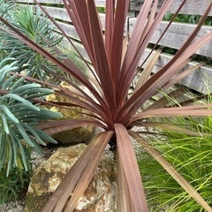 赤ドラセナ　レッドスター　80cm