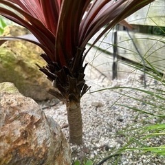 赤ドラセナ　レッドスター　80cmの画像