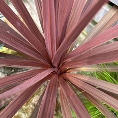 赤ドラセナ　レッドスター　80cmの画像