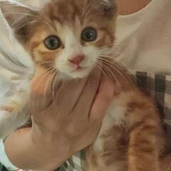 仔猫　決まりました！