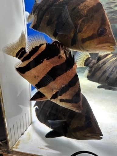 ダトニオプラスワン　リアルバンド