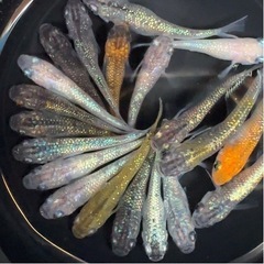 めだか　MIX 20匹＋α 幼魚サイズ〜　メダカ　ラメ系の画像