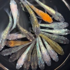 めだか　MIX 20匹＋α 幼魚サイズ〜　メダカ　ラメ系の画像