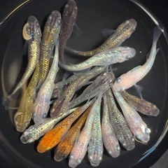 めだか　MIX 20匹＋α 幼魚サイズ〜　メダカ　ラメ系の画像