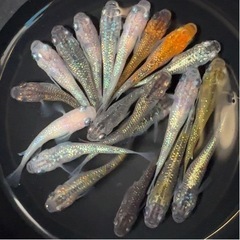 めだか　MIX 20匹＋α 幼魚サイズ〜　メダカ　ラメ系の画像