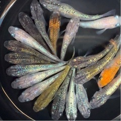 めだか　MIX 20匹＋α 幼魚サイズ〜　メダカ　ラメ系の画像