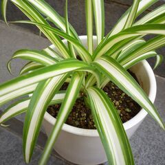 ★折り鶴ラン　オリズルラン　ナカフオリヅルラン 　白い円柱状の鉢に植栽　高さ約３０ｃｍ　つる３本出ています　掲載No2★の画像
