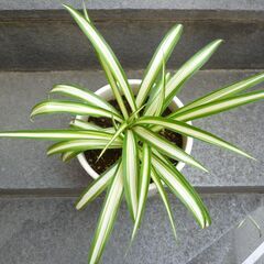 ★折り鶴ラン　オリズルラン　ナカフオリヅルラン 　白い円柱状の鉢に植栽　高さ約３０ｃｍ　つる３本出ています　掲載No2★の画像