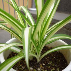 ★折り鶴ラン　オリズルラン　ナカフオリヅルラン 　白い円柱状の鉢に植栽　高さ約３０ｃｍ　つる３本出ています　掲載No2★の画像