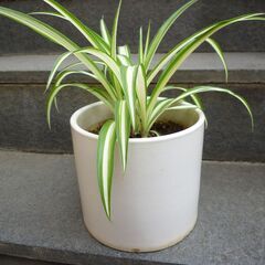 ★折り鶴ラン　オリズルラン　ナカフオリヅルラン 　白い円柱状の鉢に植栽　高さ約３０ｃｍ　つる３本出ています　掲載No2★の画像