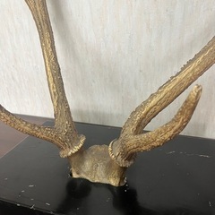 鹿の角　台座つきの画像