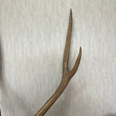 鹿の角　台座つきの画像