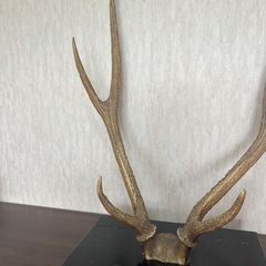 鹿の角　台座つきの画像