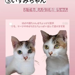 とても小柄な三毛猫ちゃん【譲渡会参加】