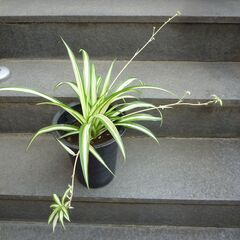 ★折り鶴ラン　オリズルラン　ナカフオリヅルラン 黒いプラスチック製の細長いの鉢に植栽　高さ約４０ｃｍ　つる３本出ています　掲載No３★ の画像