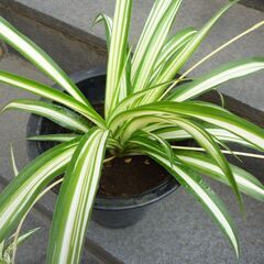 ★折り鶴ラン　オリズルラン　ナカフオリヅルラン 黒いプラスチック製の細長いの鉢に植栽　高さ約４０ｃｍ　つる３本出ています　掲載No３★ の画像