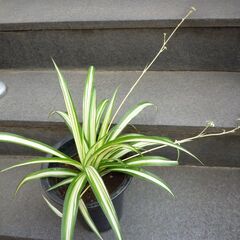 ★折り鶴ラン　オリズルラン　ナカフオリヅルラン 黒いプラスチック製の細長いの鉢に植栽　高さ約４０ｃｍ　つる３本出ています　掲載No３★ の画像