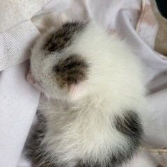 【急募】野良猫4匹里親募集※全員無事里親がみつかりました。 − 宮城県