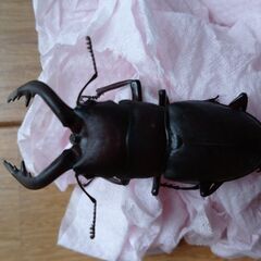 ノコギリクワガタ（野生個体）