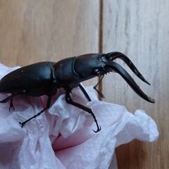 ノコギリクワガタ（野生個体）の画像