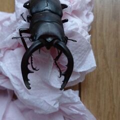 ノコギリクワガタ（野生個体）の画像