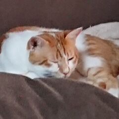とても、大人しく人見知りしない何か悟った感のある猫ちゃんです。