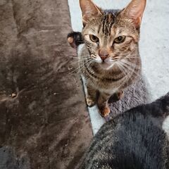 人見知りの多い猫