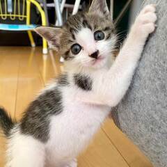 in春日井市☆子猫たちの臨時譲渡会2023年6月24日（土）～ ...
