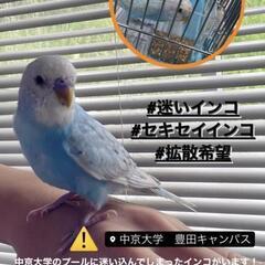 セキセイインコ保護しています
