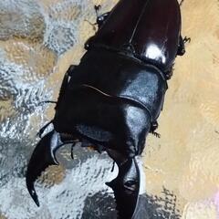 カナディアンワールド　カブトムシ、クワガタ展示即売会