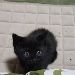 正式譲渡決まりました😸クロネコ子猫の里親さん募集です✨