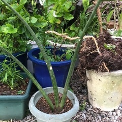 サンセベリア