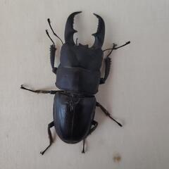 今年羽化の新成虫！本土ヒラタクワガタ ♂単