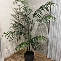 IKEA フェイカ　ケンチャヤシ