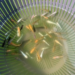 ミックスメダカ45匹②の画像