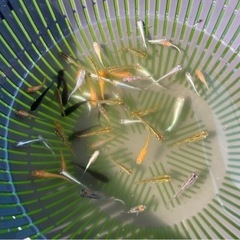 ミックスメダカ45匹②の画像